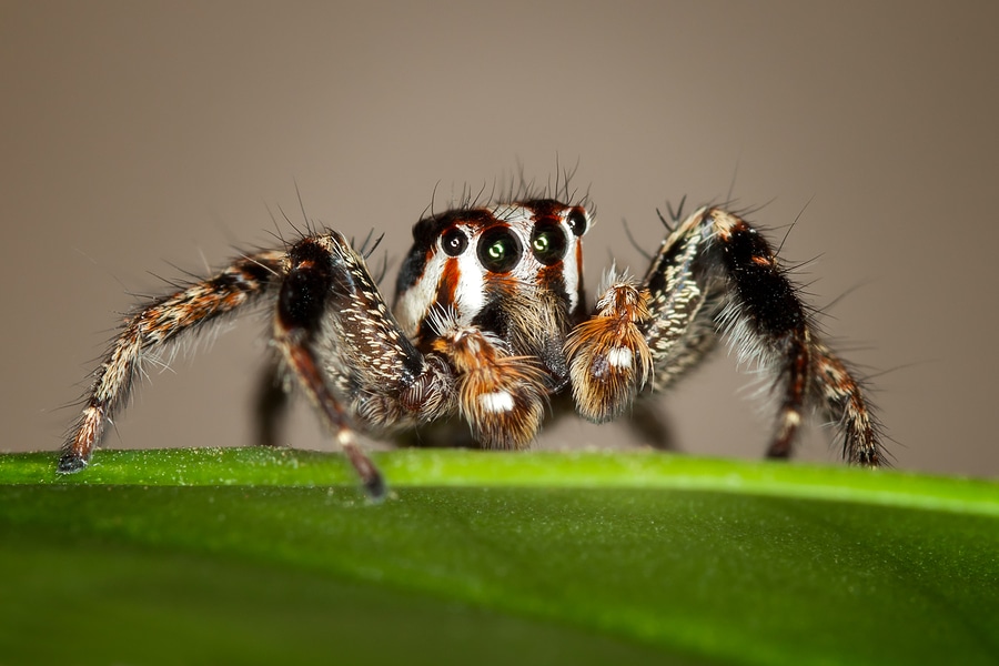 Die Angst vor Spinnen – Arachnophobie Behandlung mit Hypnose